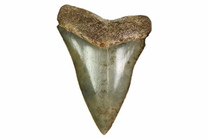 Fossil Toothed Mako Shark Tooth - Georgia #158800